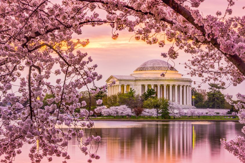 image of Jefferson Memorial in the spring, surrounded by cherry blossoms image of Jefferson Memorial in the spring, surrounded by cherry blossoms